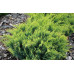 Можжевельник виргинский Голден Спринг (Juniperus virg. Golden Spring)