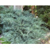 Можжевельник виргинский Грей Оул (Juniperus virg. Grey Owl)