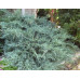 Можжевельник виргинский Грей Оул (Juniperus virg. Grey Owl) Можжевельник виргинский Грей Оул (Juniperus virg. Grey Owl)