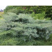Можжевельник виргинский Грей Оул (Juniperus virg. Grey Owl)