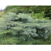 Можжевельник виргинский Грей Оул (Juniperus virg. Grey Owl) Можжевельник виргинский Грей Оул (Juniperus virg. Grey Owl)