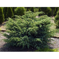 Можжевельник чешуйчатый Ханнеторп (Juniperus squamata Hunnetorp) Можжевельник чешуйчатый Ханнеторп (Juniperus squamata Hunnetorp)