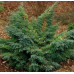 Можжевельник чешуйчатый Ханнеторп (Juniperus squamata Hunnetorp)