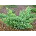 Можжевельник чешуйчатый Ханнеторп (Juniperus squamata Hunnetorp) Можжевельник чешуйчатый Ханнеторп (Juniperus squamata Hunnetorp)