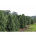 Можжевельник виргинский Пендула (Juniperus virg. Pendula)