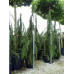 Можжевельник виргинский Пендула (Juniperus virg. Pendula)