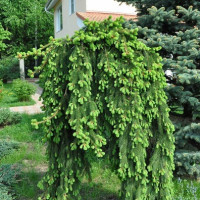 Ель обыкновенная Инверса (Picea abies Inversa) Ель обыкновенная Инверса (Picea abies Inversa)