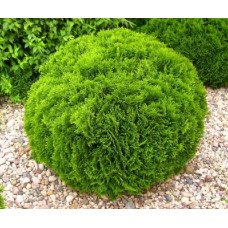 Туя западная Даника (Thuja occidentalis Daniса) Туя западная Даника (Thuja occidentalis Daniса)