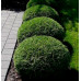Туя западная Даника (Thuja occidentalis Daniса) Туя западная Даника (Thuja occidentalis Daniса)
