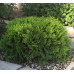 Туя западная Даника (Thuja occidentalis Daniса) Туя западная Даника (Thuja occidentalis Daniса)