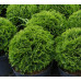 Туя западная Даника (Thuja occidentalis Daniса) Туя западная Даника (Thuja occidentalis Daniса)