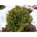 Туя западная Даника (Thuja occidentalis Daniса) Туя западная Даника (Thuja occidentalis Daniса)