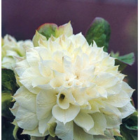 Клематис 2 группы Дюшес оф Эдинбург (Duchess of Edinburgh)