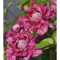 Клематис 3 группы Пурпуреа Плена Элеганс (Purpurea Plena Elegans) Клематис 3 группы Пурпуреа Плена Элеганс (Purpurea Plena Elegans)
