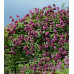 Клематис 3 группы Пурпуреа Плена Элеганс (Purpurea Plena Elegans) Клематис 3 группы Пурпуреа Плена Элеганс (Purpurea Plena Elegans)