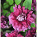 Клематис 3 группы Пурпуреа Плена Элеганс (Purpurea Plena Elegans) Клематис 3 группы Пурпуреа Плена Элеганс (Purpurea Plena Elegans)