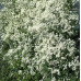 Клематис 3 группы маньчжурский (Clematis mandschurica) Клематис 3 группы маньчжурский (Clematis mandschurica)