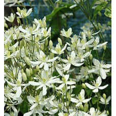 Клематис 3 группы маньчжурский (Clematis mandschurica) Клематис 3 группы маньчжурский (Clematis mandschurica)