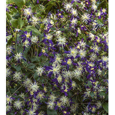Клематис 3 группы Ароматика (Clematis aromatica) Клематис 3 группы Ароматика (Clematis aromatica)