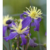Клематис 3 группы Ароматика (Clematis aromatica) Клематис 3 группы Ароматика (Clematis aromatica)