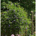 Клематис 3 группы Бетти Корнинг (Betty Corning) Клематис 3 группы Бетти Корнинг (Betty Corning)