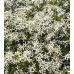 Клематис осенний (японский) Эрли Сноу (Clematis terniflora Early Snow) Клематис осенний (японский) Эрли Сноу (Clematis terniflora Early Snow)