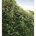 Клематис осенний (японский) Эрли Сноу (Clematis terniflora Early Snow) Клематис осенний (японский) Эрли Сноу (Clematis terniflora Early Snow)