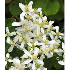 Клематис осенний (японский) Эрли Сноу (Clematis terniflora Early Snow) Клематис осенний (японский) Эрли Сноу (Clematis terniflora Early Snow)
