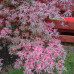 Клён веерный Баттерфляй (Acer palmatum Butterfly) Клён веерный Баттерфляй (Acer palmatum Butterfly)