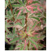 Клён веерный Баттерфляй (Acer palmatum Butterfly) Клён веерный Баттерфляй (Acer palmatum Butterfly)