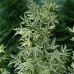 Клён веерный Баттерфляй (Acer palmatum Butterfly) Клён веерный Баттерфляй (Acer palmatum Butterfly)