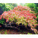 Клён веерный Баттерфляй (Acer palmatum Butterfly) Клён веерный Баттерфляй (Acer palmatum Butterfly)