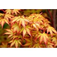 Клен веерный Оранж Дрим (Acer palmatum Orange Dream) Клен веерный Оранж Дрим (Acer palmatum Orange Dream)