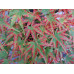 Клён веерный Феникс (Acer pal. Phoenix) Клён веерный Феникс (Acer pal. Phoenix)