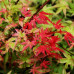 Клён веерный Феникс (Acer pal. Phoenix) Клён веерный Феникс (Acer pal. Phoenix)