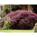 Клен веерный Гарнет (Acer palmatum Garnet) Клен веерный Гарнет (Acer palmatum Garnet)