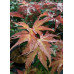 Клён веерный Браун Шуга (Acer palmatum Brown Sugar) Клён веерный Браун Шуга (Acer palmatum Brown Sugar)