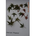 Клён веерный Феникс (Acer pal. Phoenix) Клён веерный Феникс (Acer pal. Phoenix)