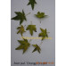 Клен веерный Оранж Дрим (Acer palmatum Orange Dream)