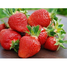 Клубника ранняя Клери (Clery) Клубника ранняя Клери (Clery)