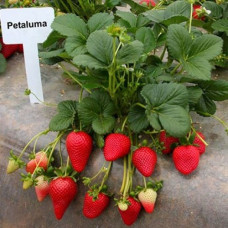 Клубника ранняя Петалума (Petaluma) Клубника ранняя Петалума (Petaluma)
