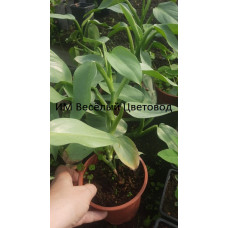 Филодендрон Грей (Philodendron Grey)
