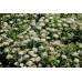 Спирея японская Альбифлора (Spiraea japonica Albiflora) Спирея японская Альбифлора (Spiraea japonica Albiflora)