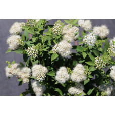 Спирея японская Альбифлора (Spiraea japonica Albiflora) Спирея японская Альбифлора (Spiraea japonica Albiflora)