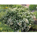 Спирея японская Альбифлора (Spiraea japonica Albiflora) Спирея японская Альбифлора (Spiraea japonica Albiflora)
