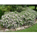 Спирея японская Альбифлора (Spiraea japonica Albiflora) Спирея японская Альбифлора (Spiraea japonica Albiflora)