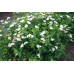 Спирея японская Альбифлора (Spiraea japonica Albiflora) Спирея японская Альбифлора (Spiraea japonica Albiflora)
