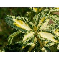 Бересклет Форчуна Голден Арлекин (Golden Harlequin) Бересклет Форчуна Голден Арлекин (Golden Harlequin)