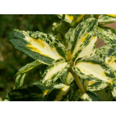 Бересклет Форчуна Голден Арлекин (Golden Harlequin) Бересклет Форчуна Голден Арлекин (Golden Harlequin)