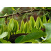 Ландышевое Дерево (Halesia carolina)